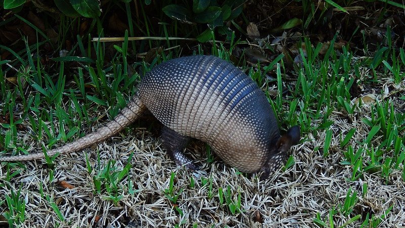 Armadillos damage gardens by burrowing and foraging.