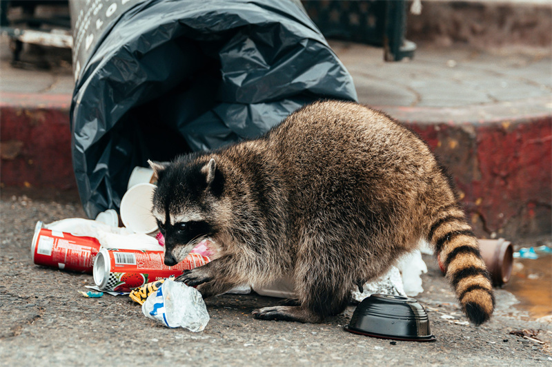 Raccoon hitting trash can