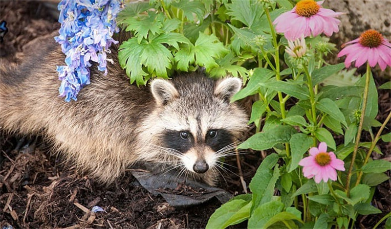 Raccoons like to dig and destroy gardens and freshly laid sod